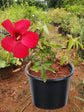 Hibiscus Coccineus
