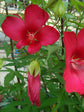 Hibiscus Coccineus