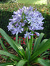 Agapanthus Praecox Blue Plant or African Lily with Green coloured leaves and Lavender coloured flower 