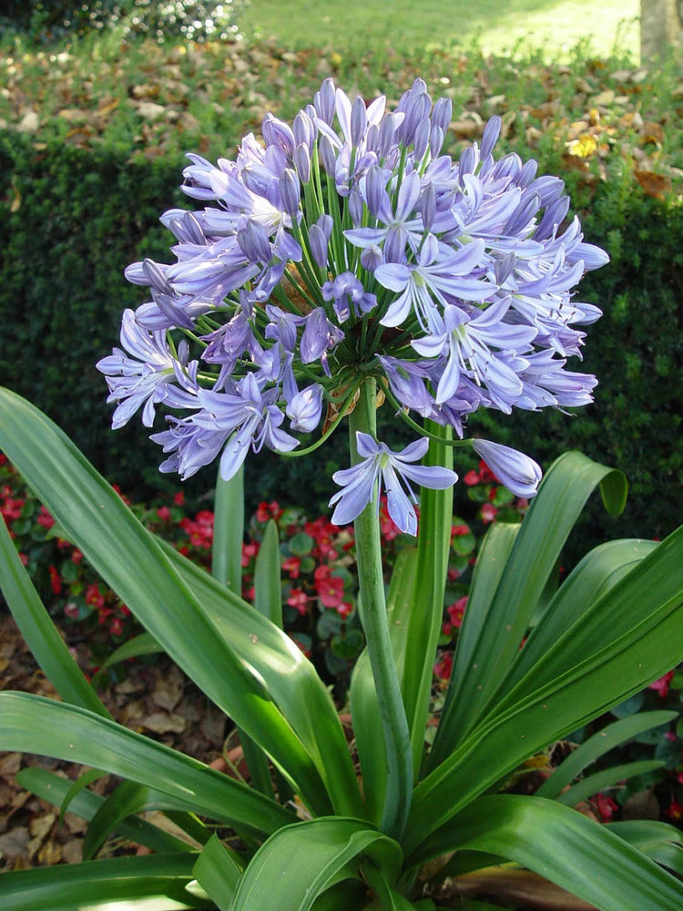 Agapanthus Praecox Blue Plant or African Lily with Green coloured leaves and Lavender coloured flower 