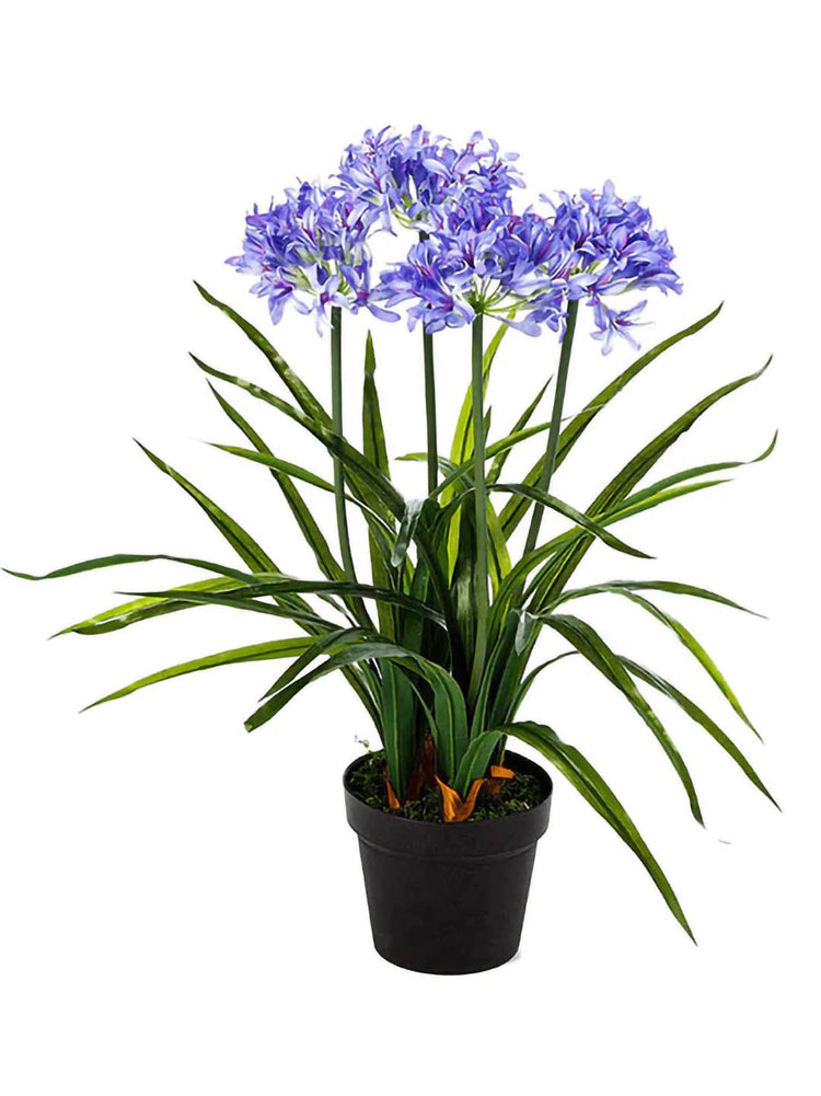 Agapanthus Praecox Blue
