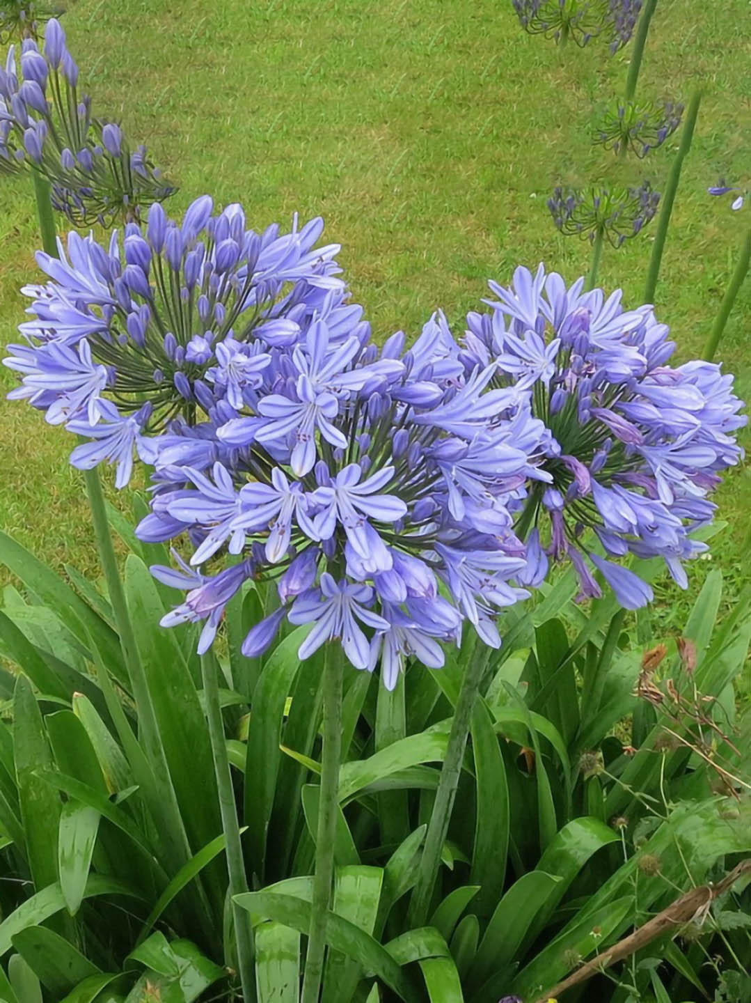 Agapanthus Praecox Blue