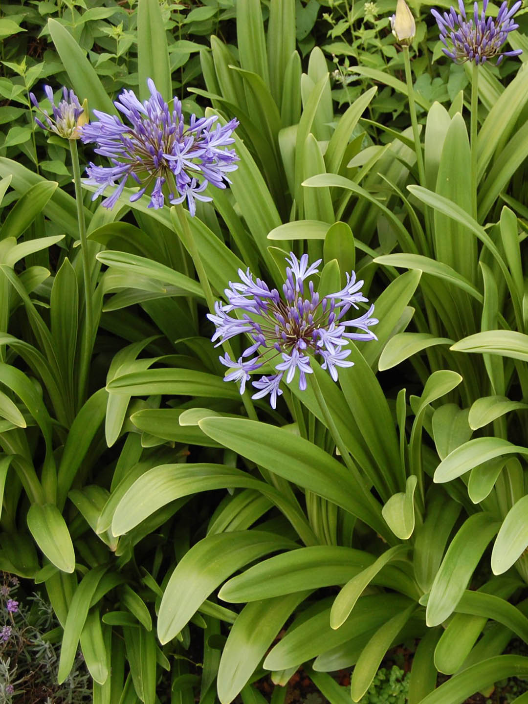 Agapanthus Praecox Blue
