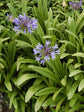 Agapanthus Praecox Blue