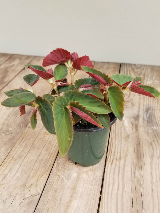 Begonia Brazilian Lady Plant or Begonia with Greenish with Maroon Border coloured leaves and Red coloured flower 