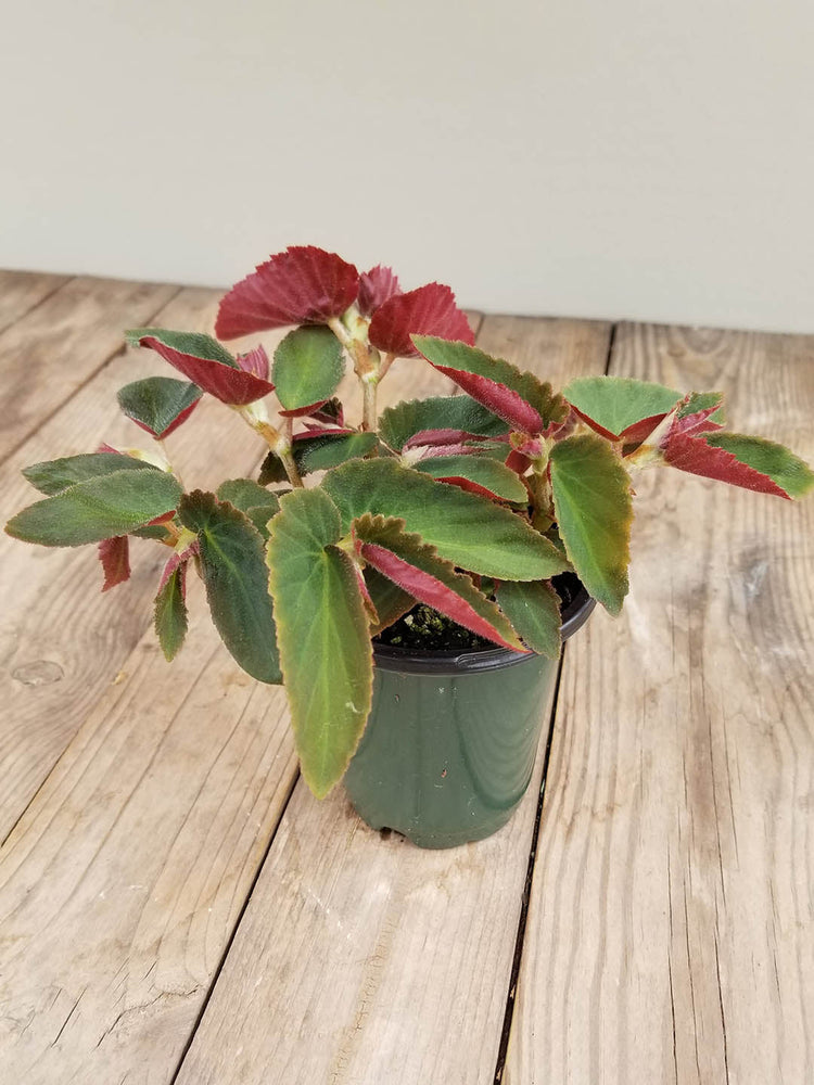 Begonia Brazilian Lady Plant or Begonia with Greenish with Maroon Border coloured leaves and Red coloured flower 