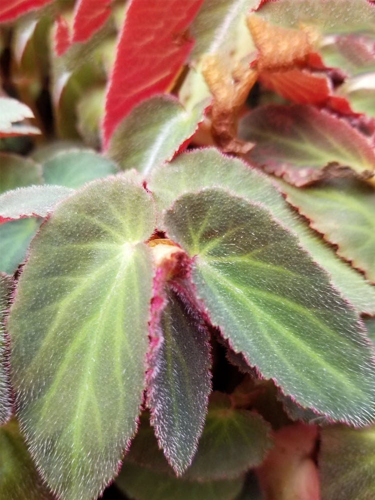 Begonia Brazilian Lady