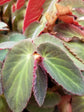 Begonia Brazilian Lady