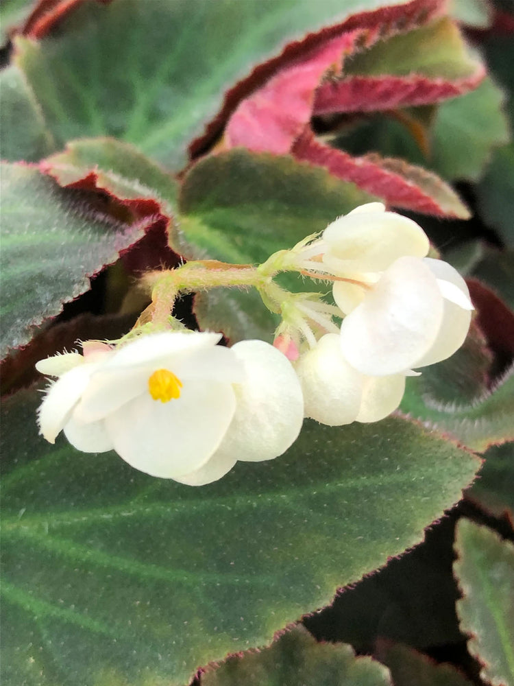 Begonia Brazilian Lady