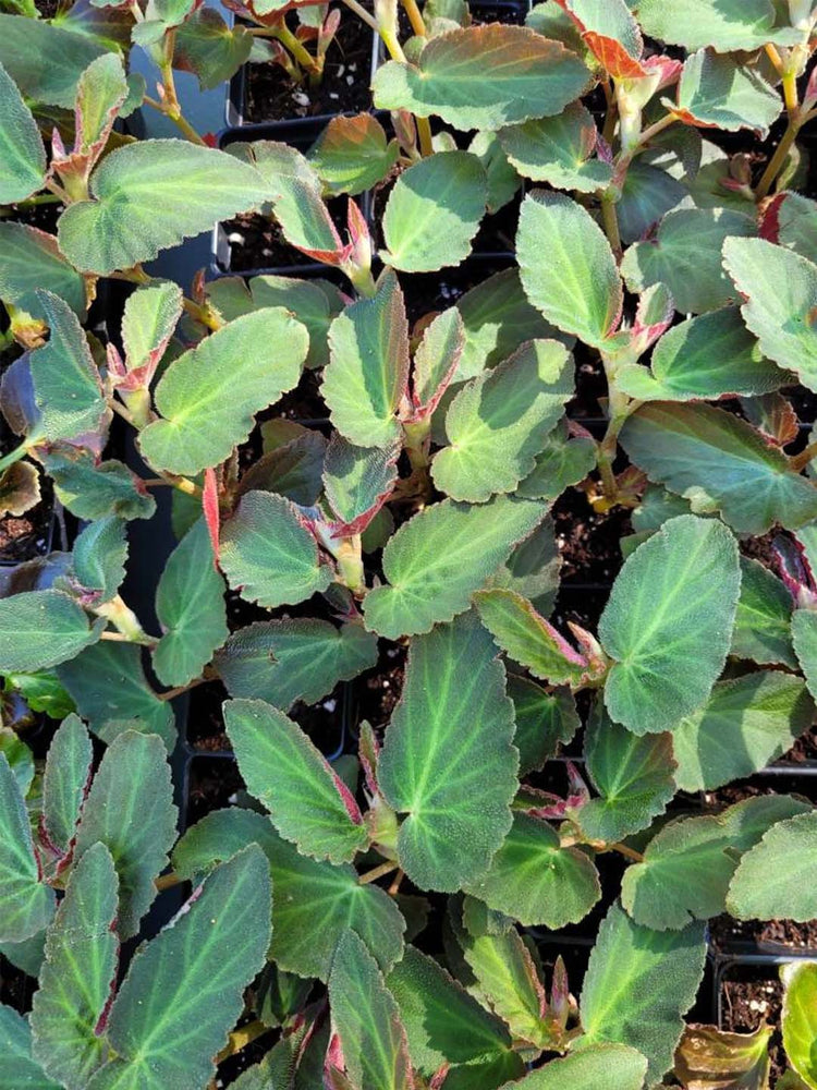 Begonia Brazilian Lady