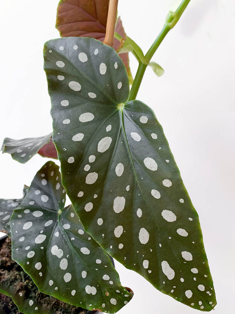 Begonia Maculata