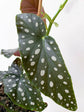 Begonia Maculata