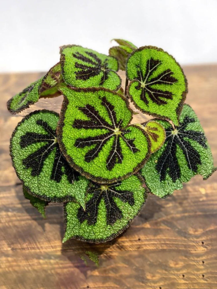 Begonia Masoniana Plant or Iron Cross Begonia with Green coloured leaves and Pinkish White coloured flower 