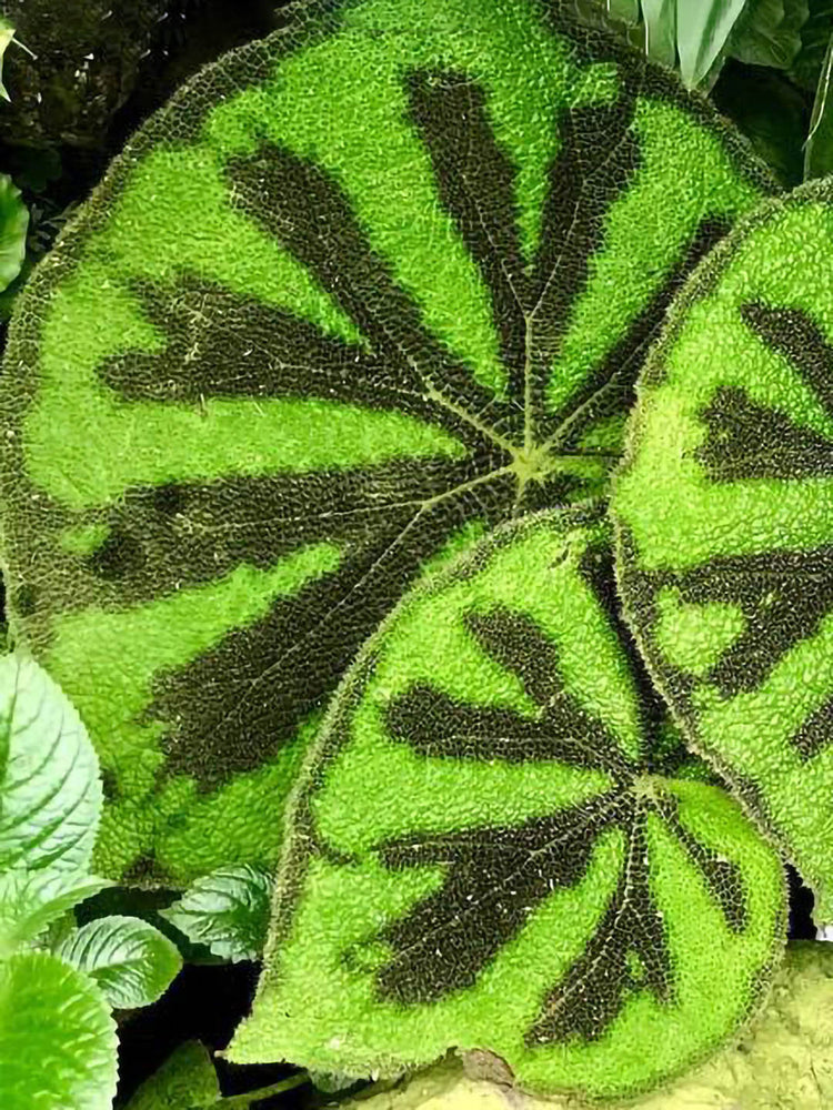 Begonia Masoniana