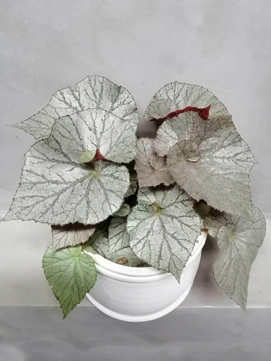 Begonia Mirage Plant or Begonia with Green Veins on Frost Green coloured leaves and Red coloured flower 