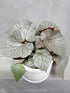 Begonia Mirage Plant or Begonia with Green Veins on Frost Green coloured leaves and Red coloured flower 