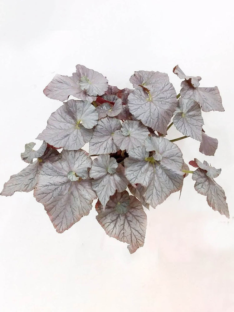 Begonia Mirage