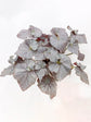 Begonia Mirage