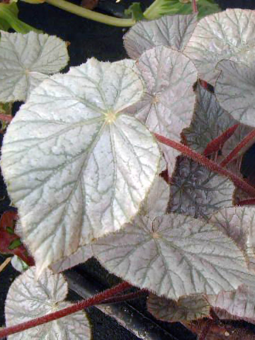 Begonia Mirage