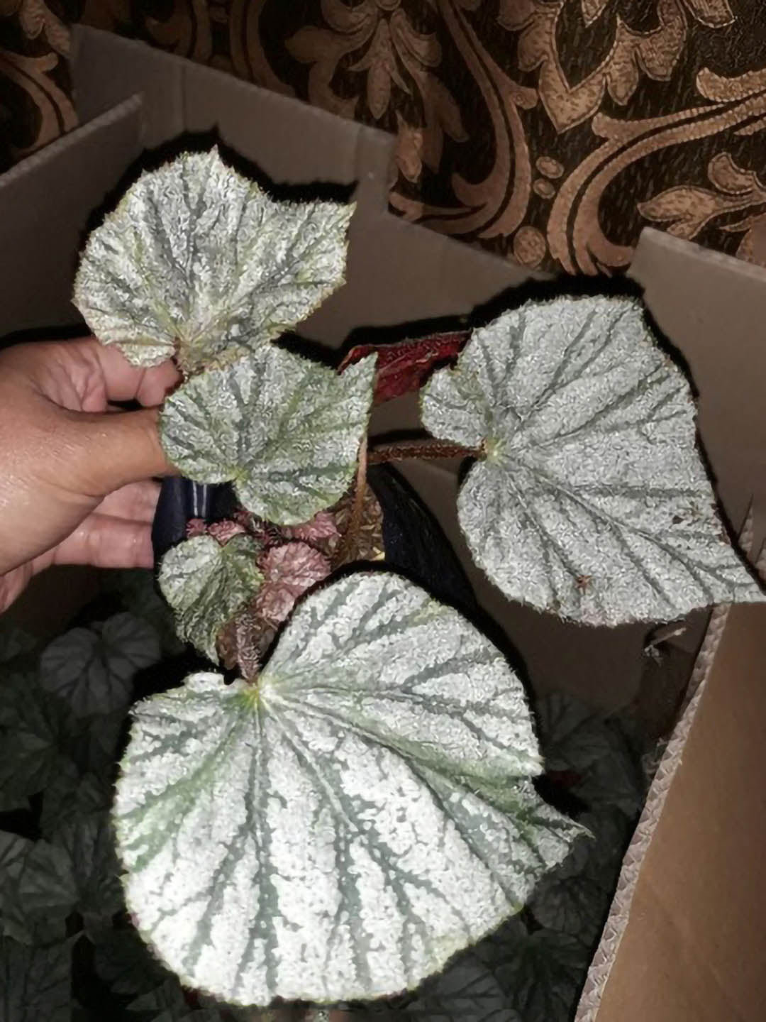 Begonia Mirage