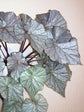 Begonia Mirage