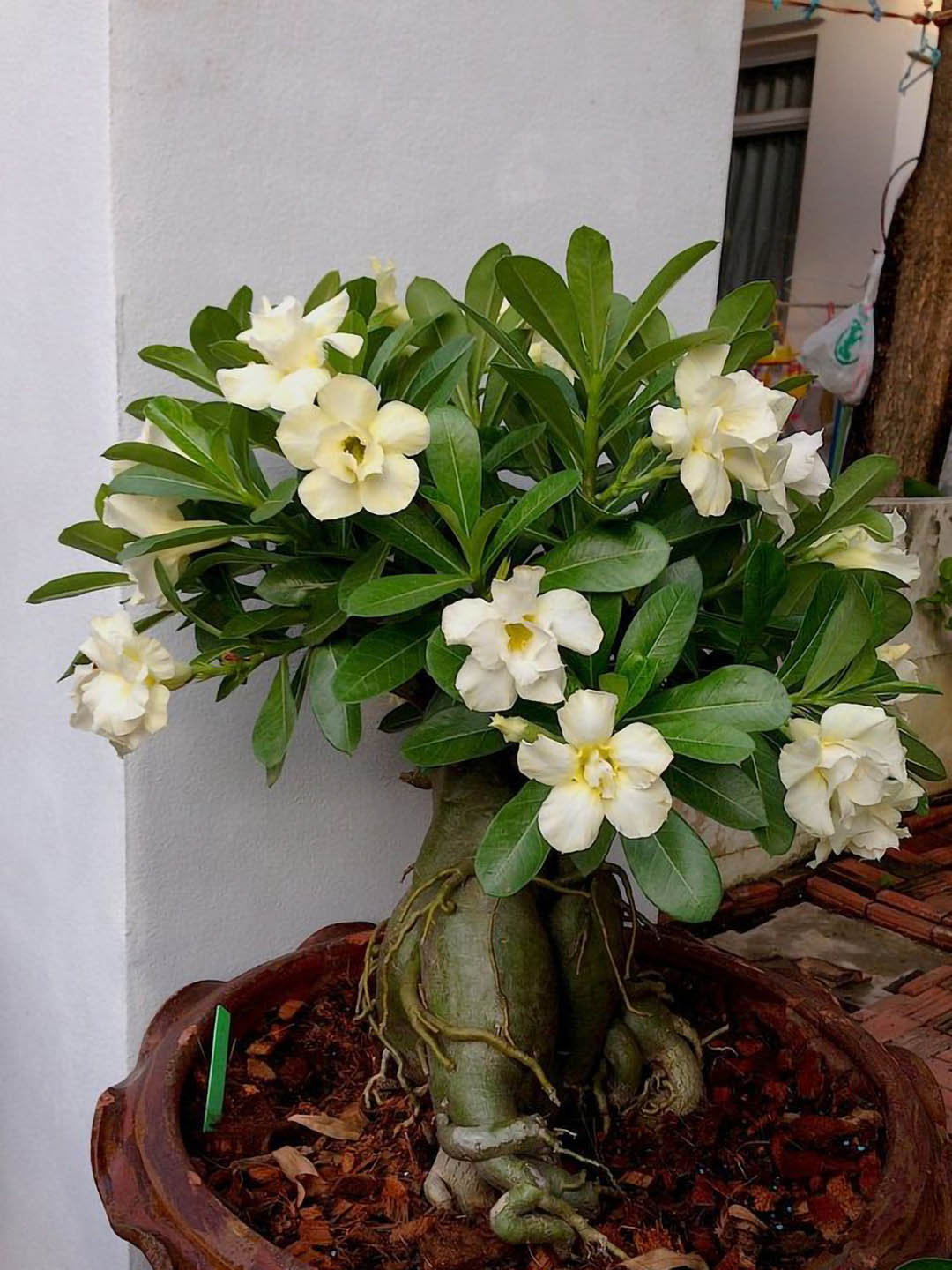Adenium Obesum Yellow Plant or Desert Rose with Green coloured leaves and Yellow coloured flower 