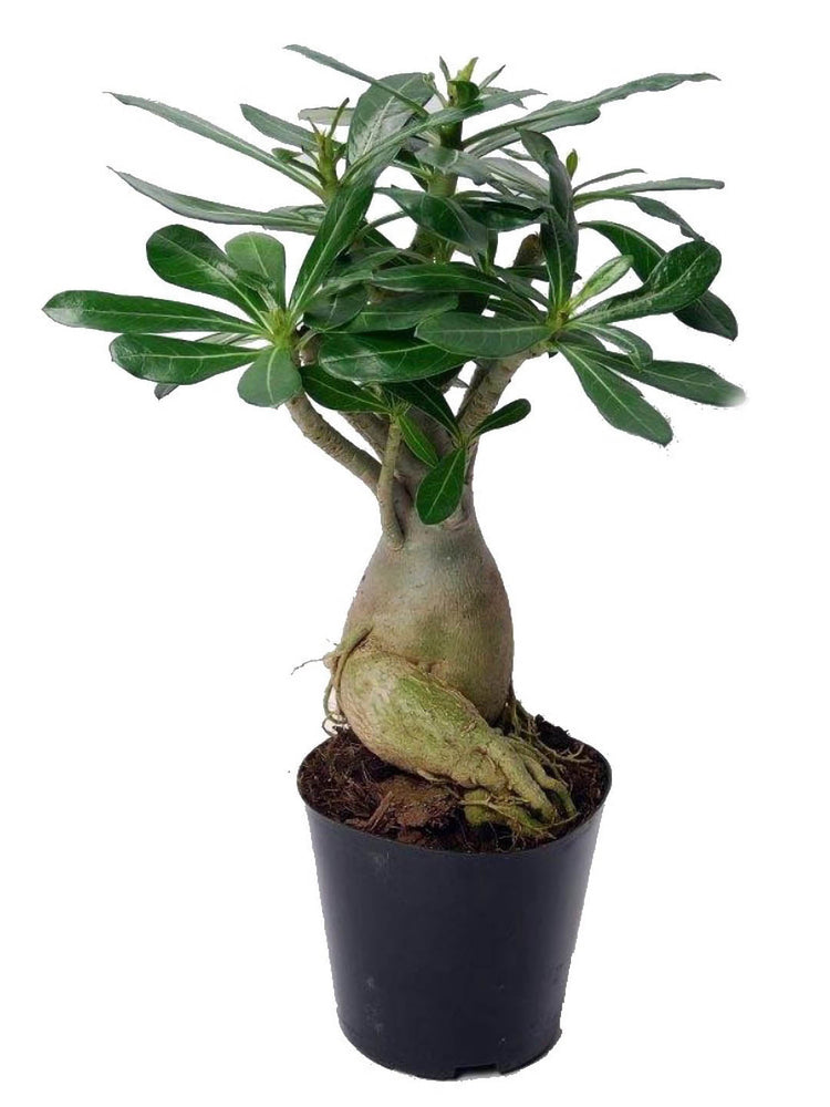 Adenium Obesum Yellow 