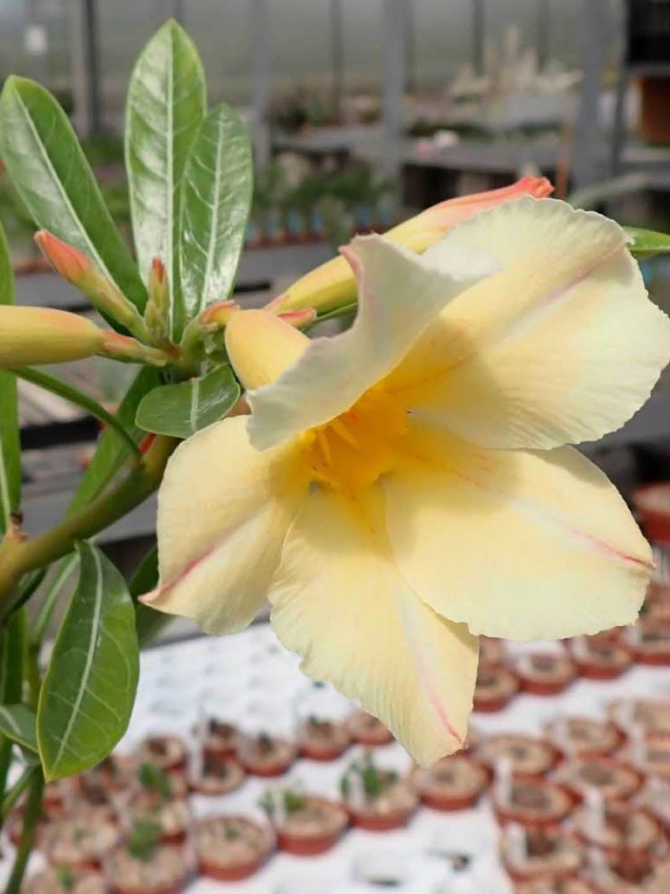 Adenium Obesum Yellow 