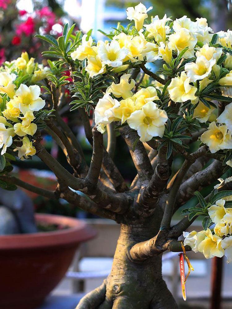 Adenium Obesum Yellow 