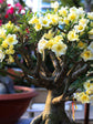 Adenium Obesum Yellow 