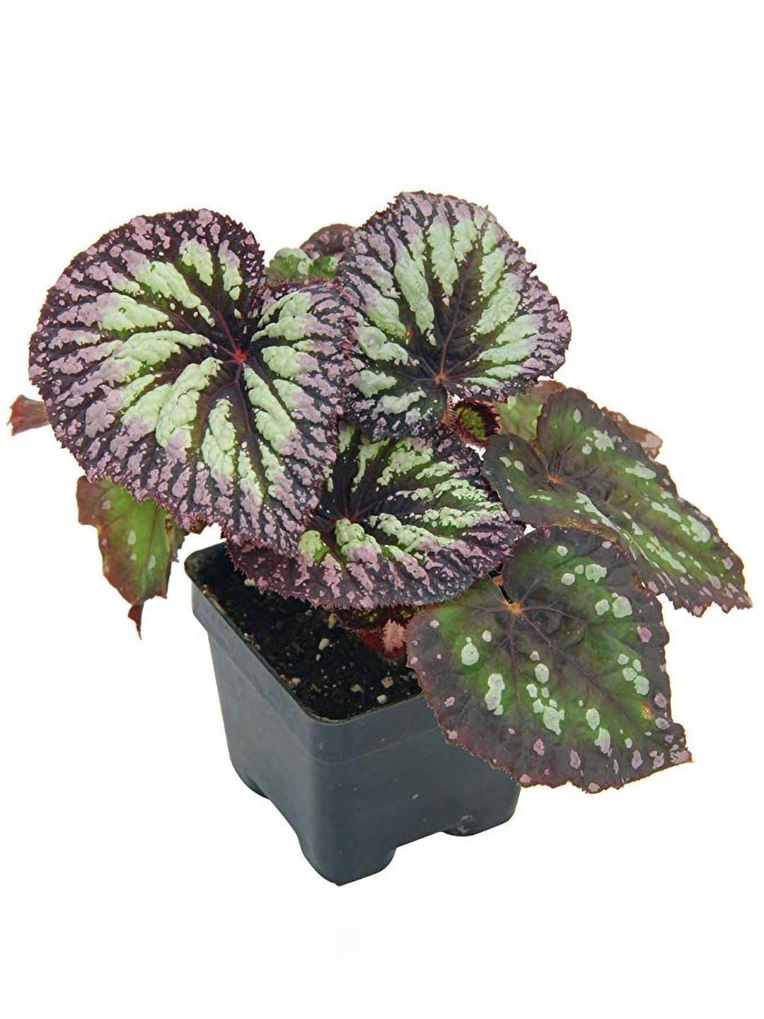 Begonia Rex Fireworks Plant or Rex Begonia with Dark purple centre, purple-pink margins and silver-white coloured leaves and Pink coloured flower 