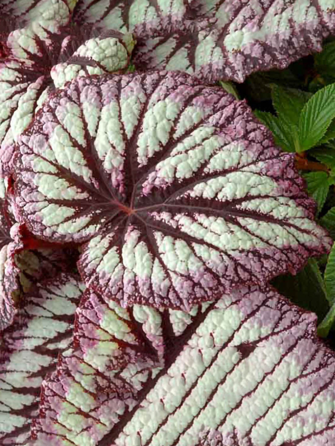 Begonia Rex Fireworks