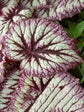 Begonia Rex Fireworks