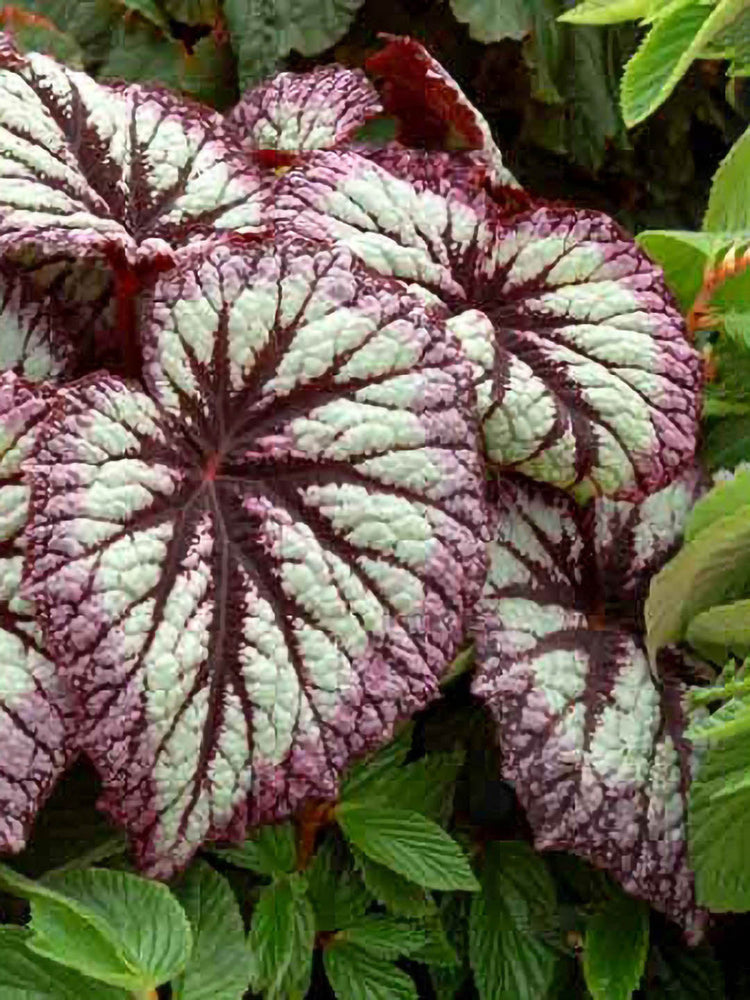 Begonia Rex Fireworks
