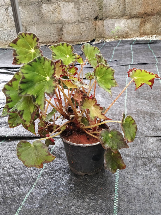 Begonia Springfield Queen Plant or Begonia with Greenish with Brown Border coloured leaves