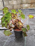 Begonia Springfield Queen Plant or Begonia with Greenish with Brown Border coloured leaves