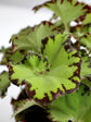 Begonia Springfield Queen