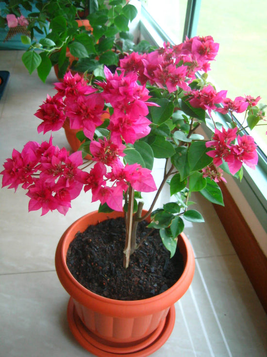 Bougainvillea Camarillo Fiesta Plant or Paper Flower with Green coloured leaves and Bubble-gum Pink coloured flower 