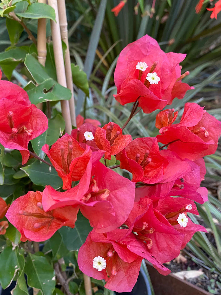 Bougainvillea Camarillo Fiesta
