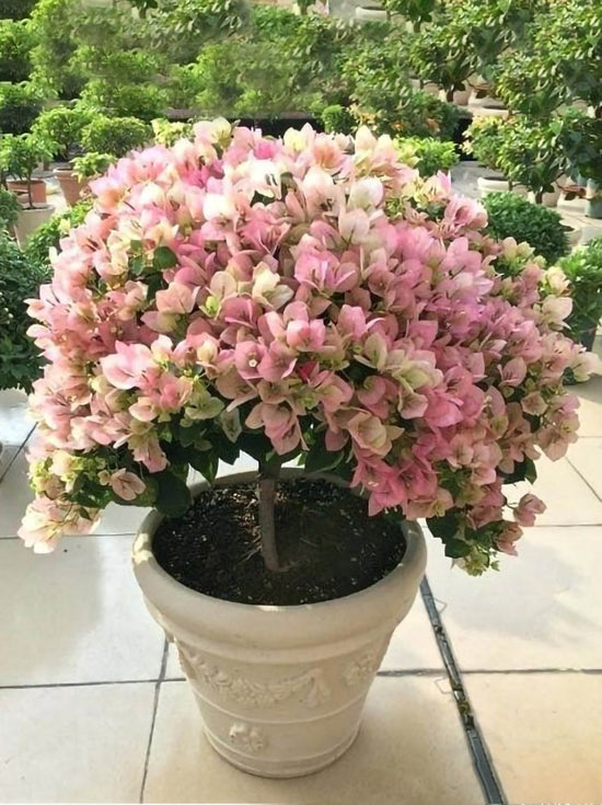 Bougainvillea Cherry Blossom Plant or Paper Flower with Green coloured leaves and Pink and White coloured flower 