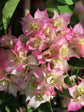 Bougainvillea Cherry Blossom