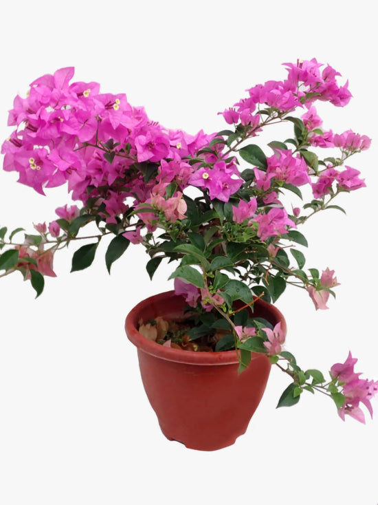 Bougainvillea Pink Plant or Paper Flower with Green coloured leaves and Pink coloured flower 