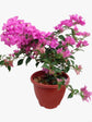 Bougainvillea Pink Plant or Paper Flower with Green coloured leaves and Pink coloured flower 