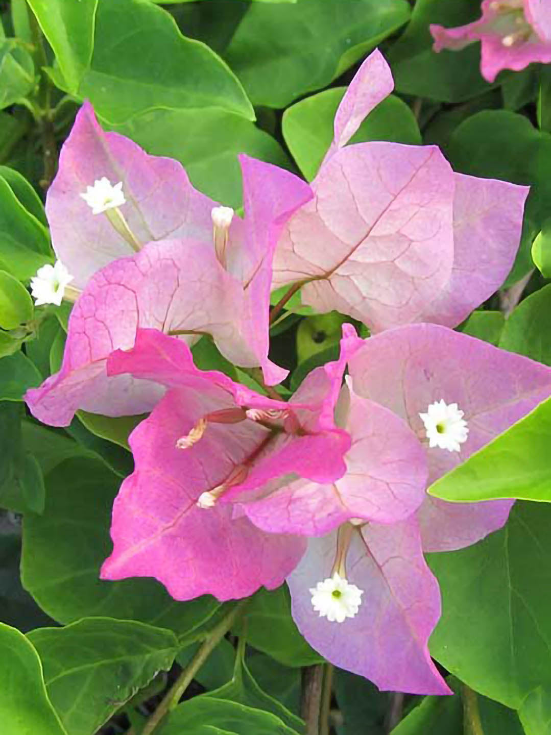 Bougainvillea Pink