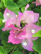 Bougainvillea Pink