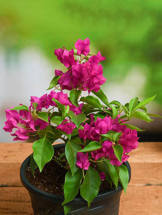 Bougainvillea Pink Hybrid Plant or Paper Flower with Green coloured leaves and Pink coloured flower 