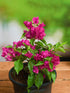 Bougainvillea Pink Hybrid Plant or Paper Flower with Green coloured leaves and Pink coloured flower 
