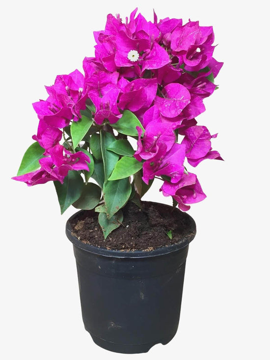 Bougainvillea Purple Queen Plant or Paper Flower with Green coloured leaves and Purple coloured flower 