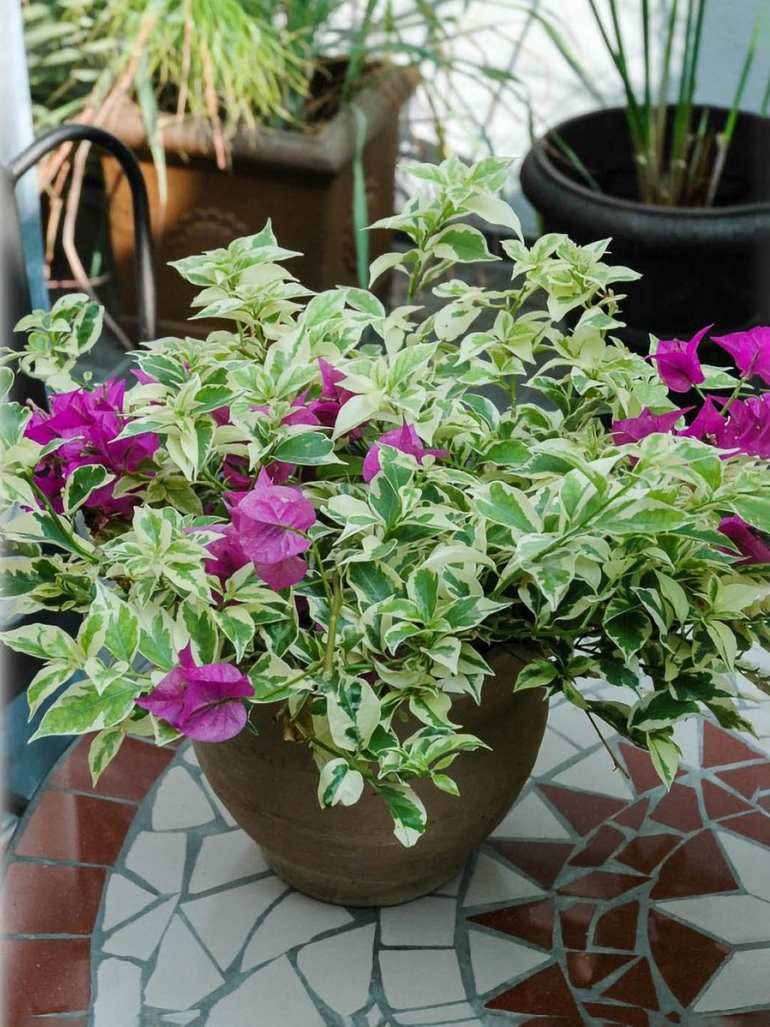 Bougainvillea Purple Queen Variegated Plant or Paper Flower with White and Green Mix coloured leaves and Purple coloured flower 