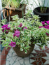 Bougainvillea Purple Queen Variegated Plant or Paper Flower with White and Green Mix coloured leaves and Purple coloured flower 